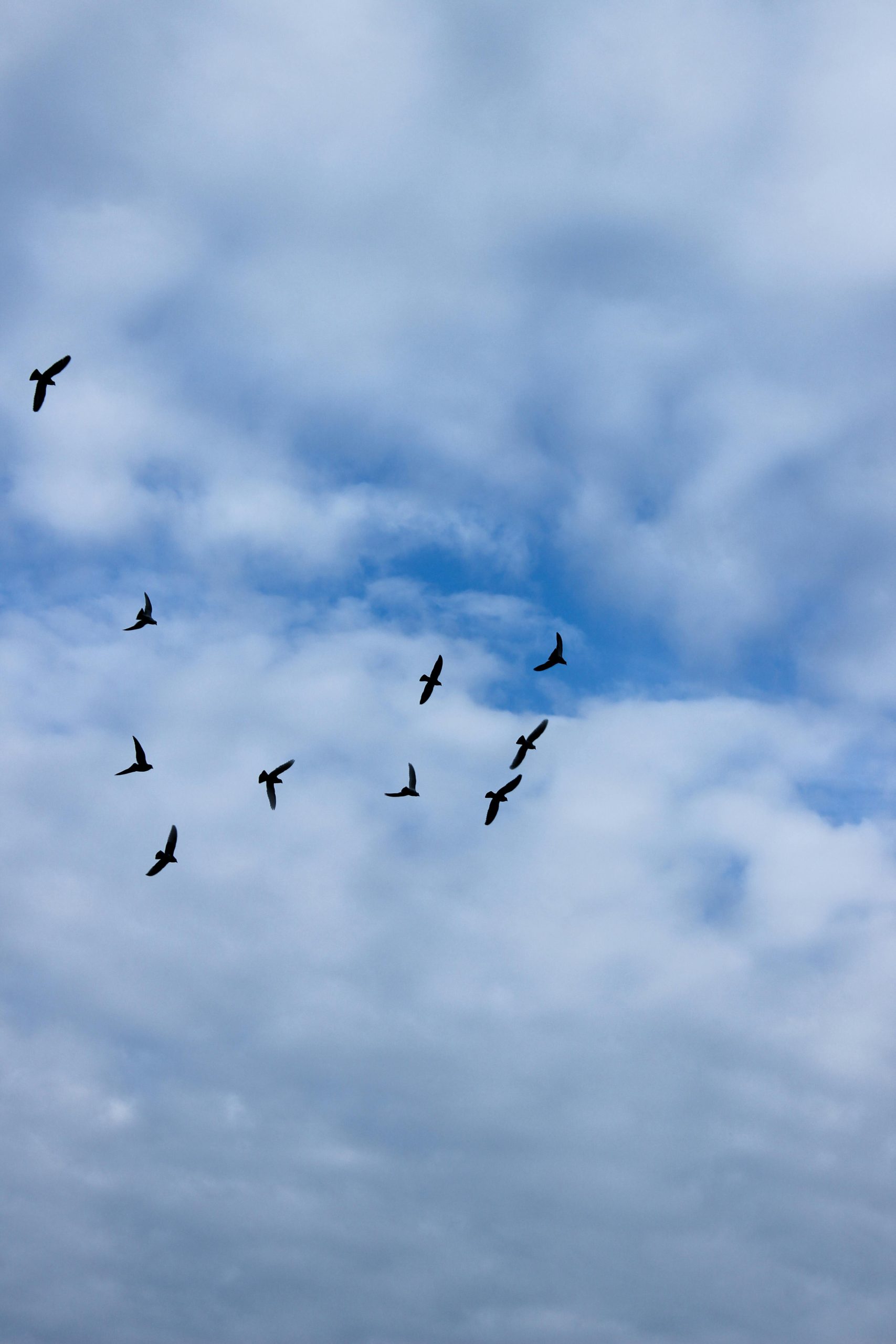 birds